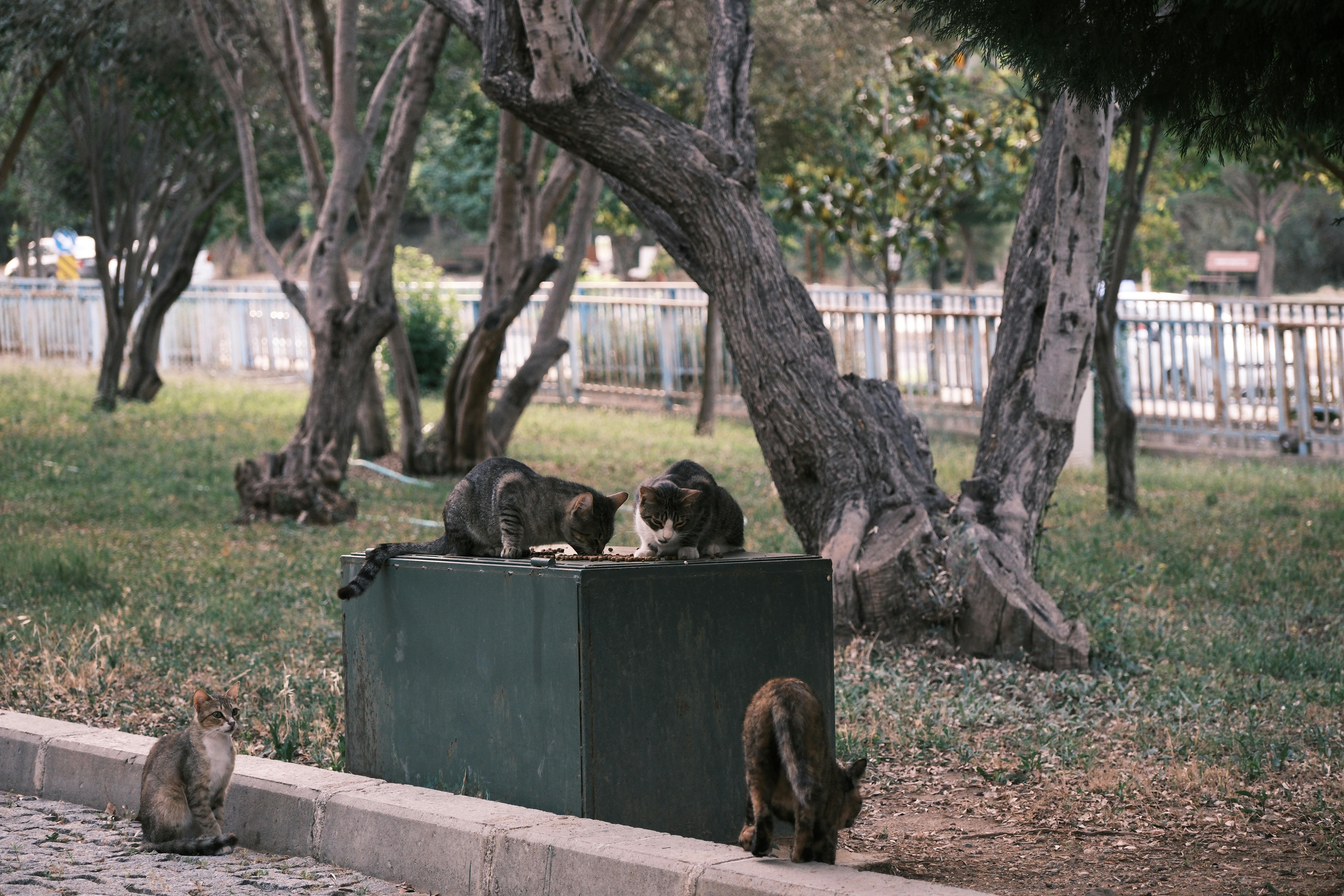 Group of stray cats eating around a feeding station in Bornova Park, İzmir.