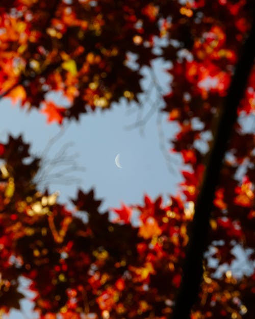 Kostenloses Stock Foto zu baum, halbmond, mond