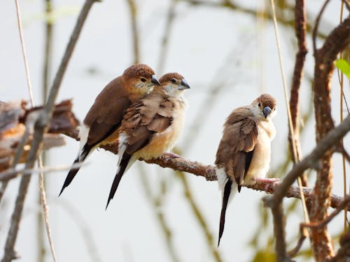 冬季, 動物, 喙 的 免費圖庫相片