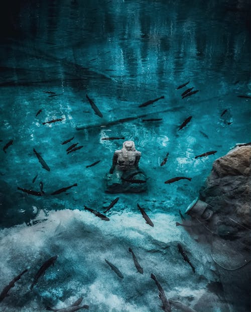 Imagine de stoc gratuită din banc de pești, blausee, Elveția