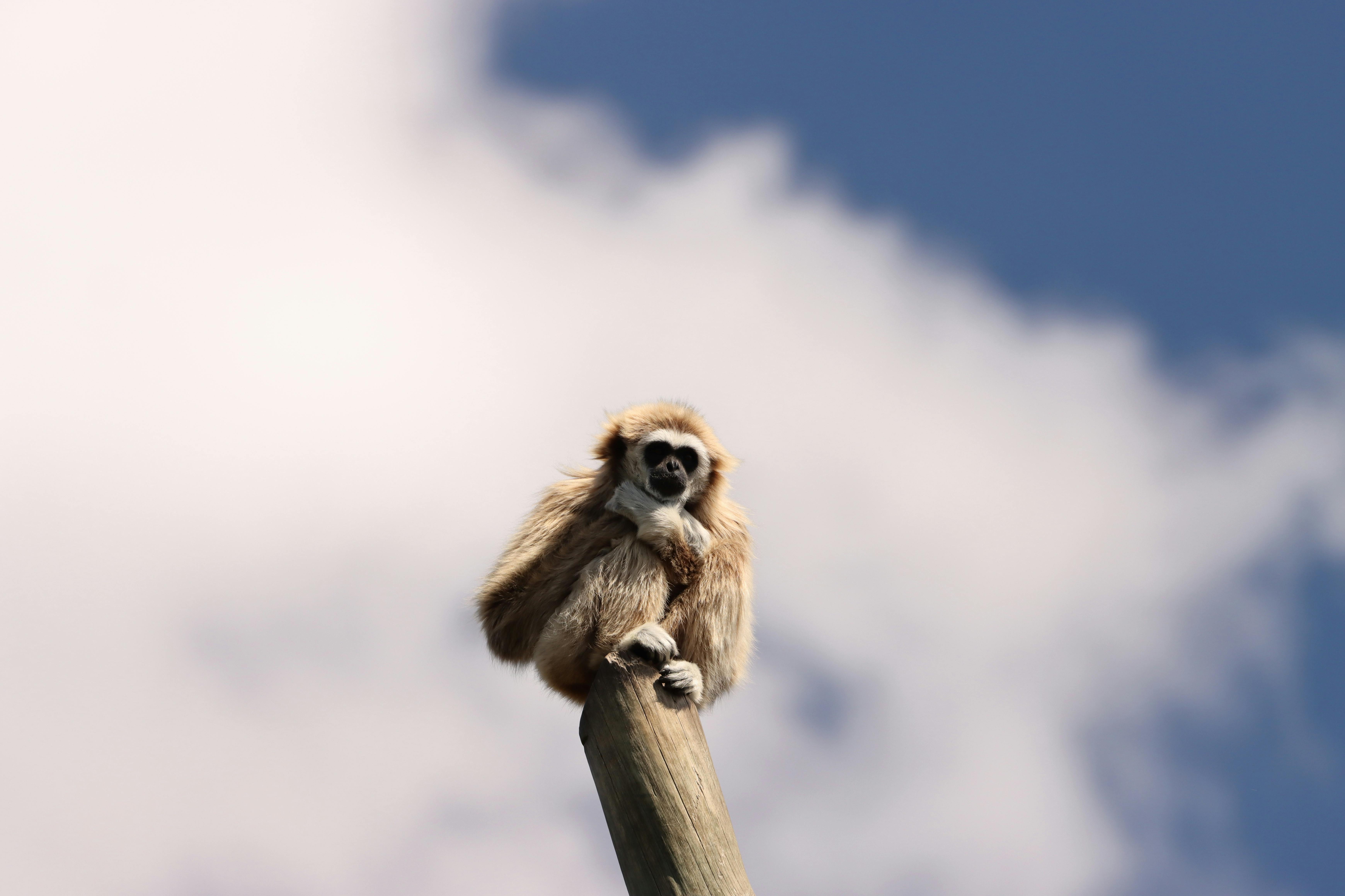 Silvery gibbon sits atop a wooden post against a cloudy sky in Lisbon, Portugal.