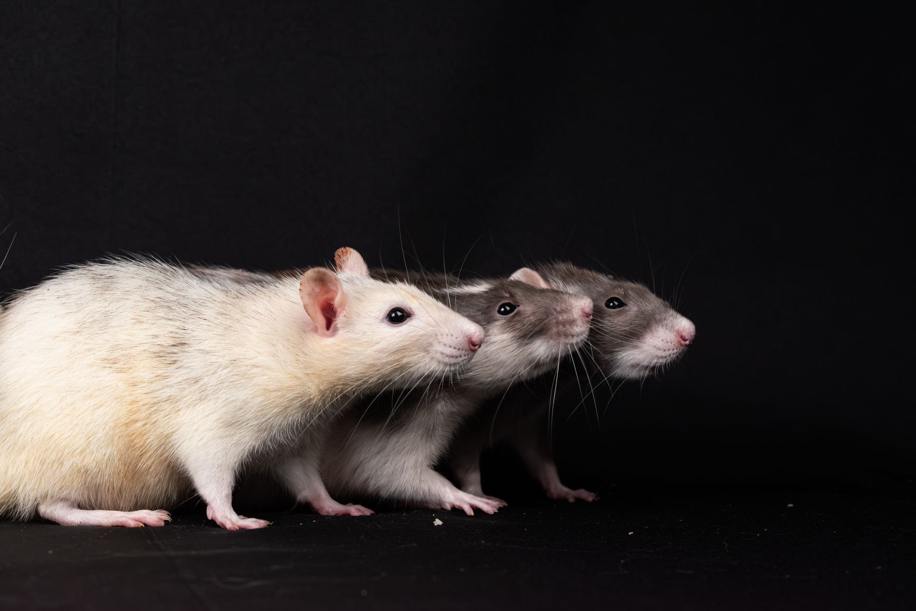Portrait of a rat at a veterinary clinic