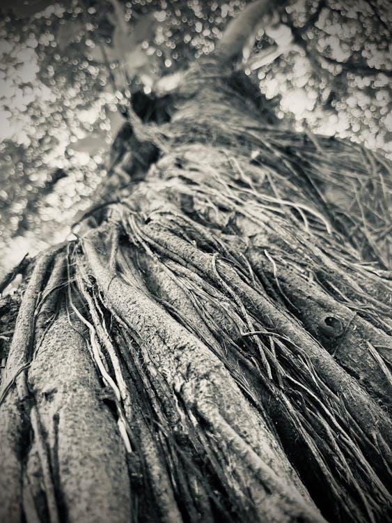 Foto d'estoc gratuïta de arbre, arbre vell amb vinyes, tops d'arbres