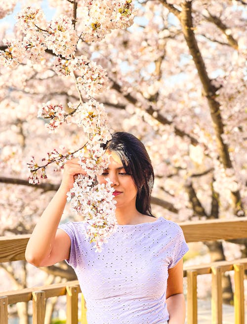 Foto d'estoc gratuïta de 8k fons de pantalla, flor de cirerer, Flors de cirerer