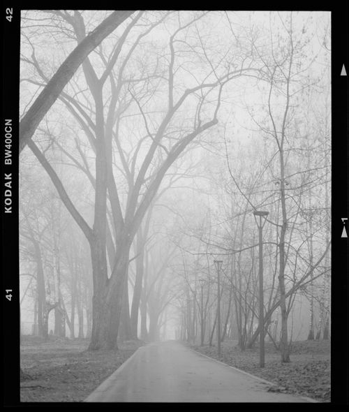 Free A serene foggy path through an urban park lined with tall trees. Perfect for calming and contemplative themes. Stock Photo