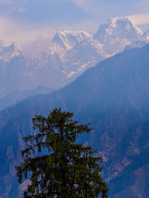 Free Scenic view of snowcapped mountains and evergreen trees in a misty landscape. Stock Photo