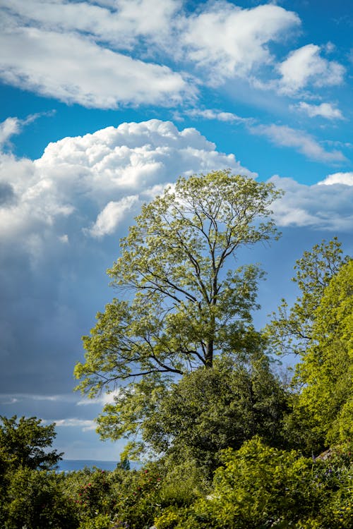 Бесплатное стоковое фото с голубое небо, дерево, за городом