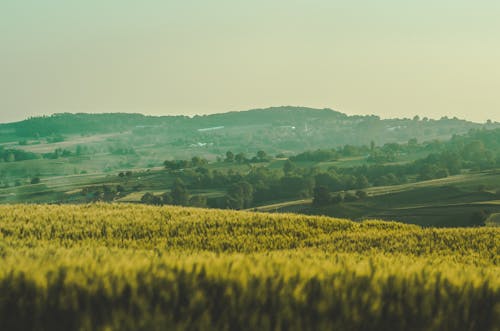 Free stock photo of beautiful landscape, green field, landscape