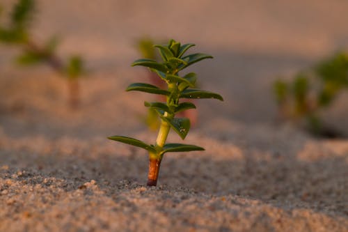 honckenya, 工厂, 沙生植物 的 免费素材图片