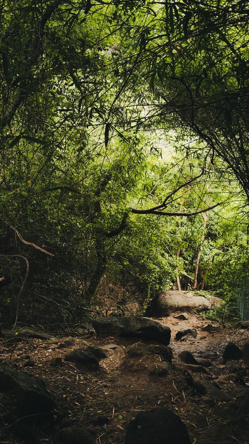 Free A serene forest trail surrounded by dense greenery and rocks in Kanniyakumari, India. Stock Photo