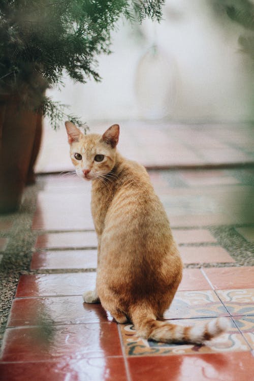 Free Оранжевый полосатый кот Stock Photo