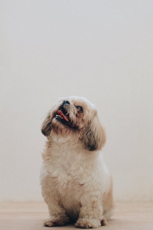 Shih Tzu Sitting On The Floor