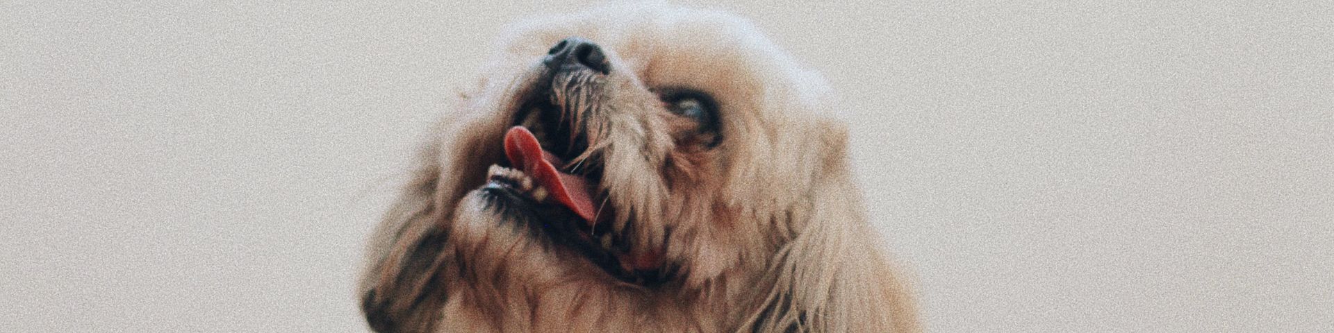 Cover photo for CDeO Stray Haven, Inc.