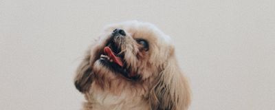 Rescue dog with volunteer