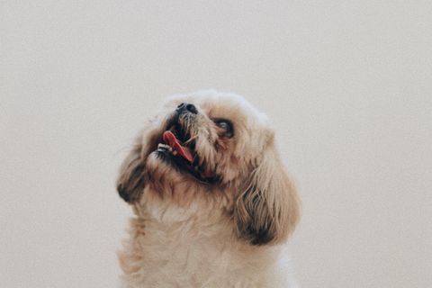 Rescue dog with volunteer