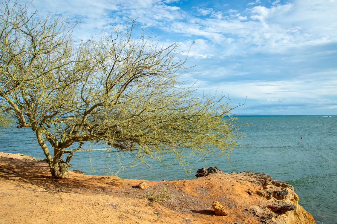Tree Ocean Side Tree on Seashore · Free Stock Photo