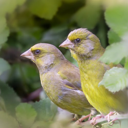 Kostenloses Stock Foto zu barsch, dunkelgrüne blätter, grünfinken