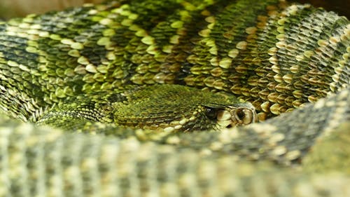 Free Green Snake Stock Photo