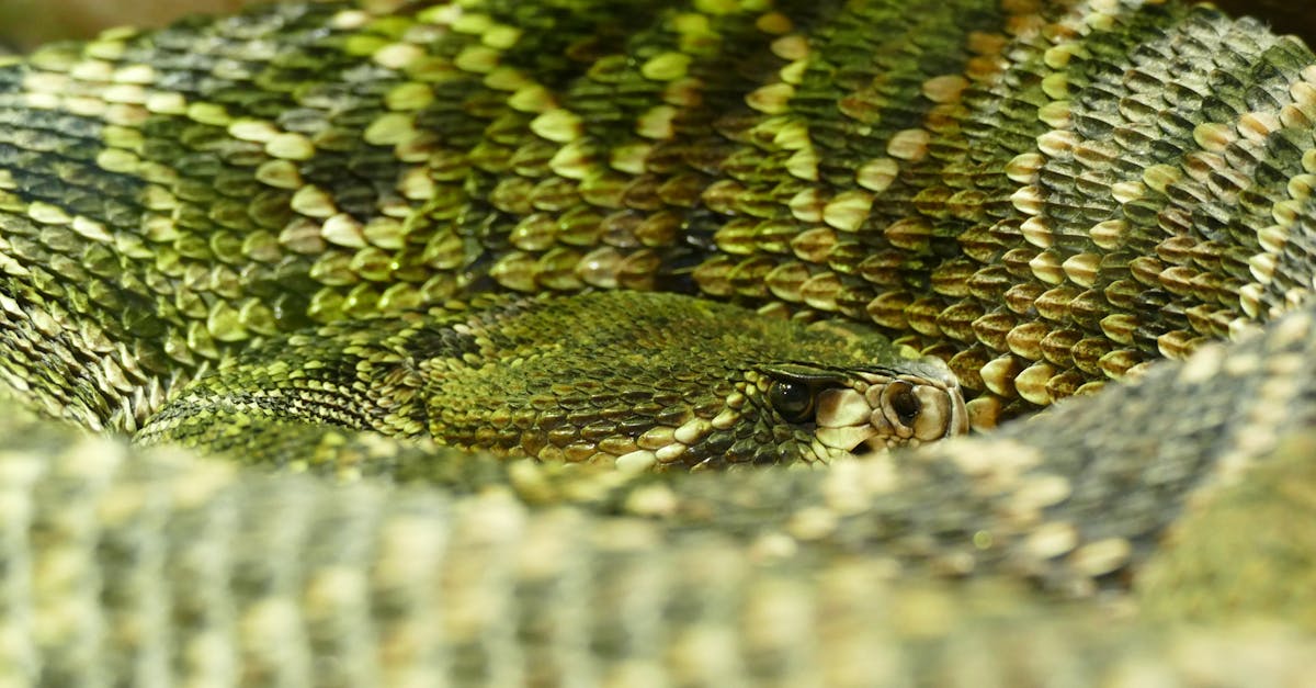 How often do snakes produce venom