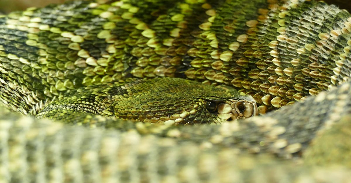 Free stock photo of reptile, snake, wildlife