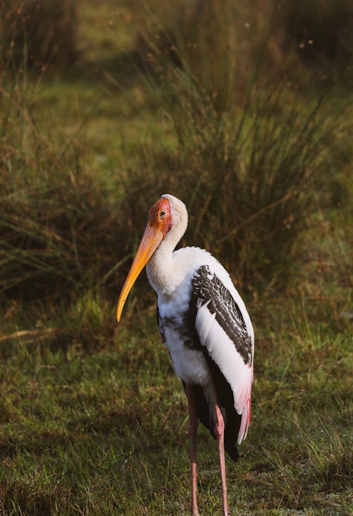 Бесплатное стоковое фото с Национальный парк Вилпатту, птица, фотография птиц