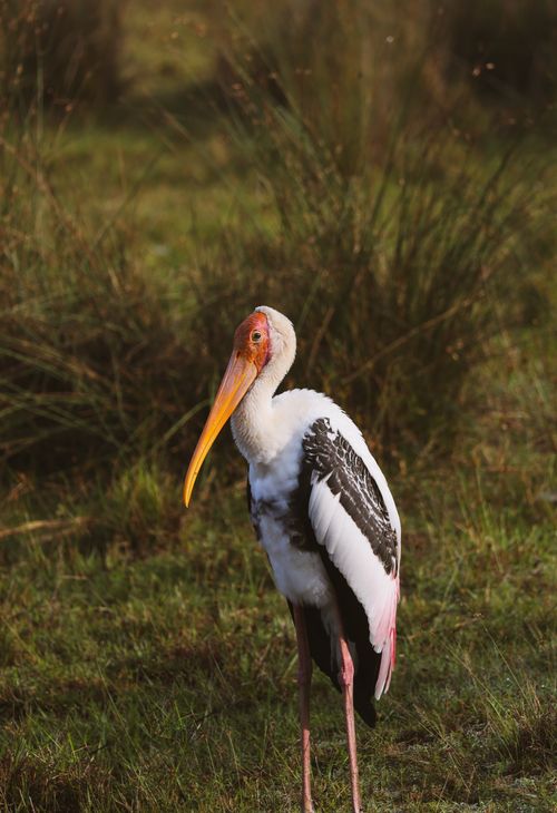Free Close-up of a painted stork with a long beak standing in a grassy field, showcasing wildlife in natural habitat. Stock Photo