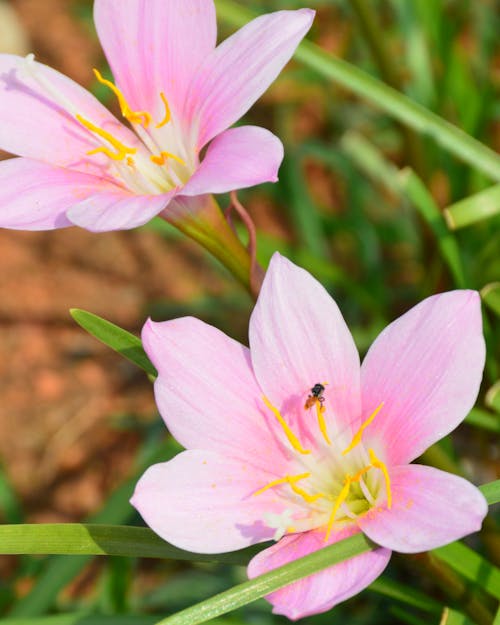 Foto profissional grátis de abelha, beleza da natureza, flor bonita