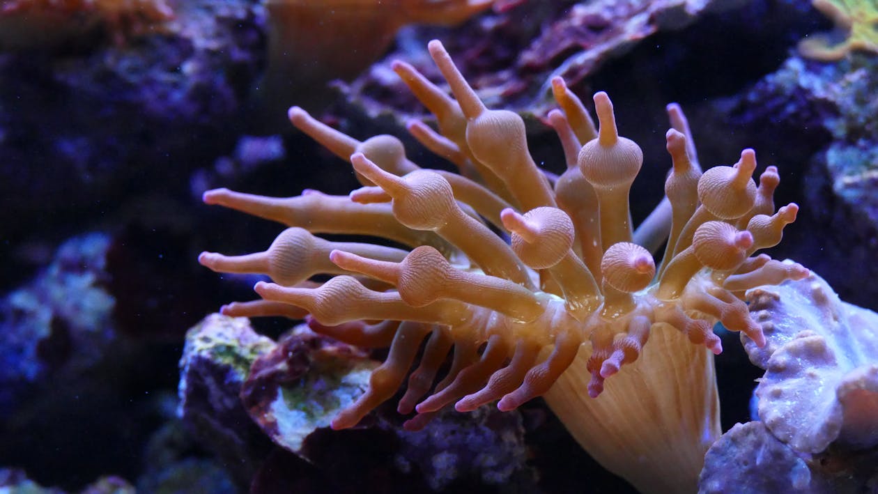 Gratuit Imagine de stoc gratuită din acvariu, acvatic, adânc Fotografie de stoc