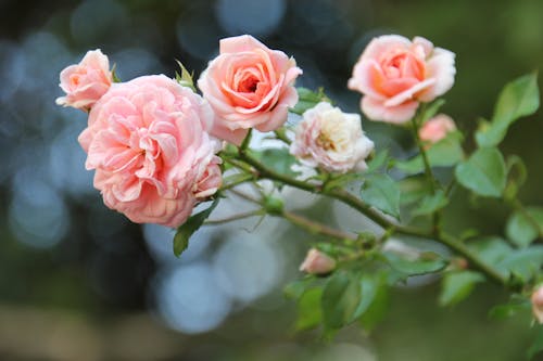 Kostnadsfri bild av blomma, blommande, flora