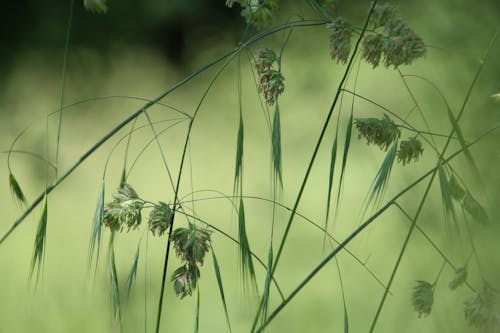 Základová fotografie zdarma na téma divoké trávy, halme, léto