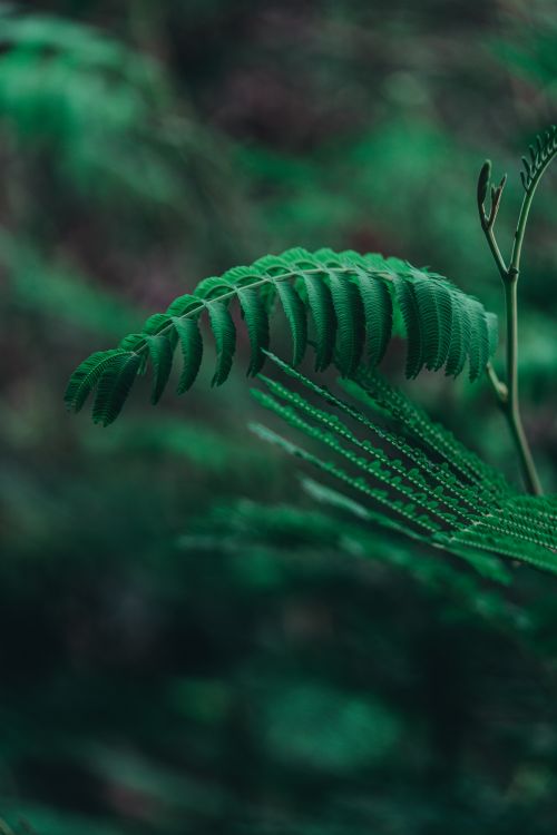 Free Detailed capture of lush green fern leaves in the dense forests of Auckland, New Zealand. Stock Photo