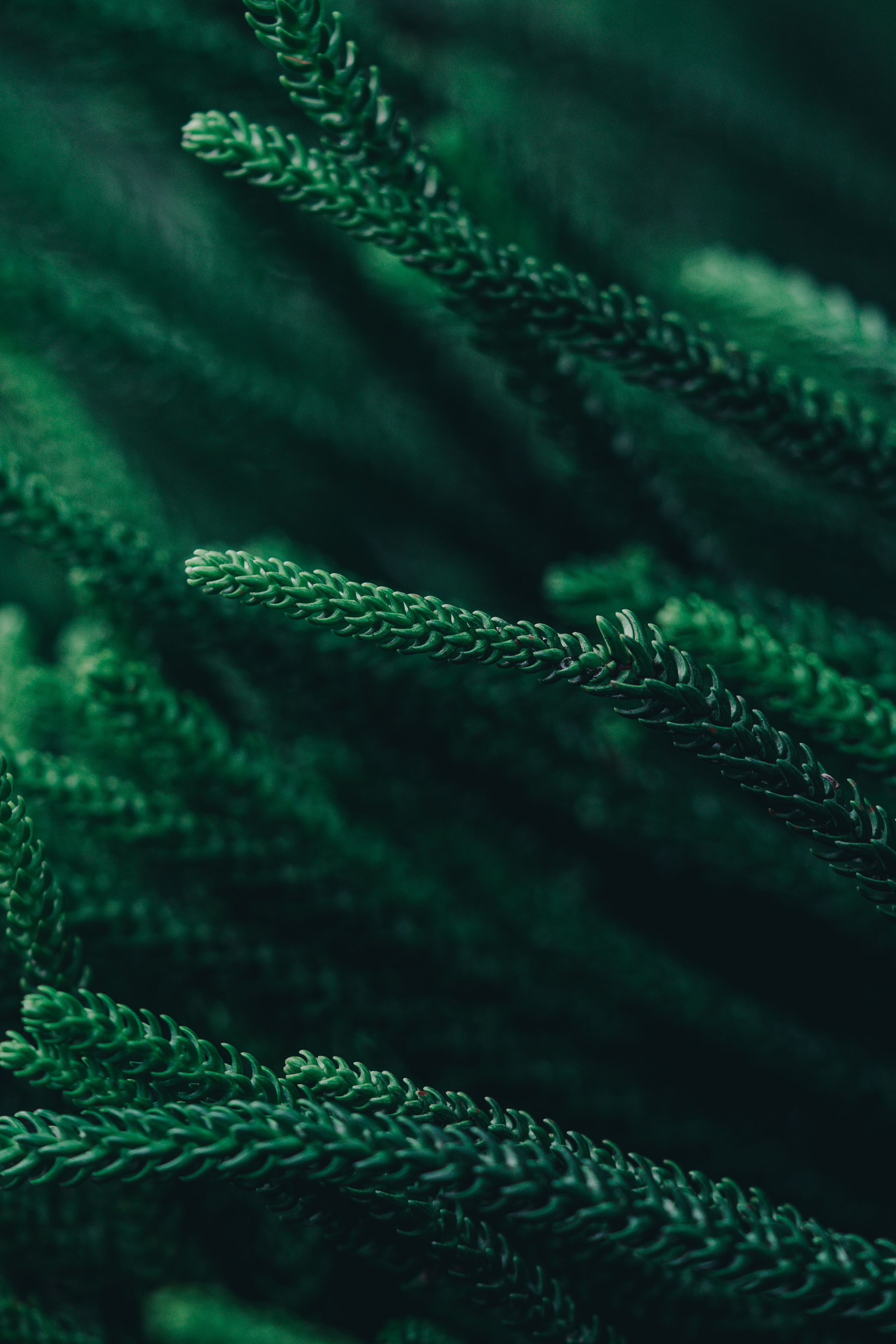 Close-up of vibrant green pine needles, showcasing intricate natural textures and patterns.