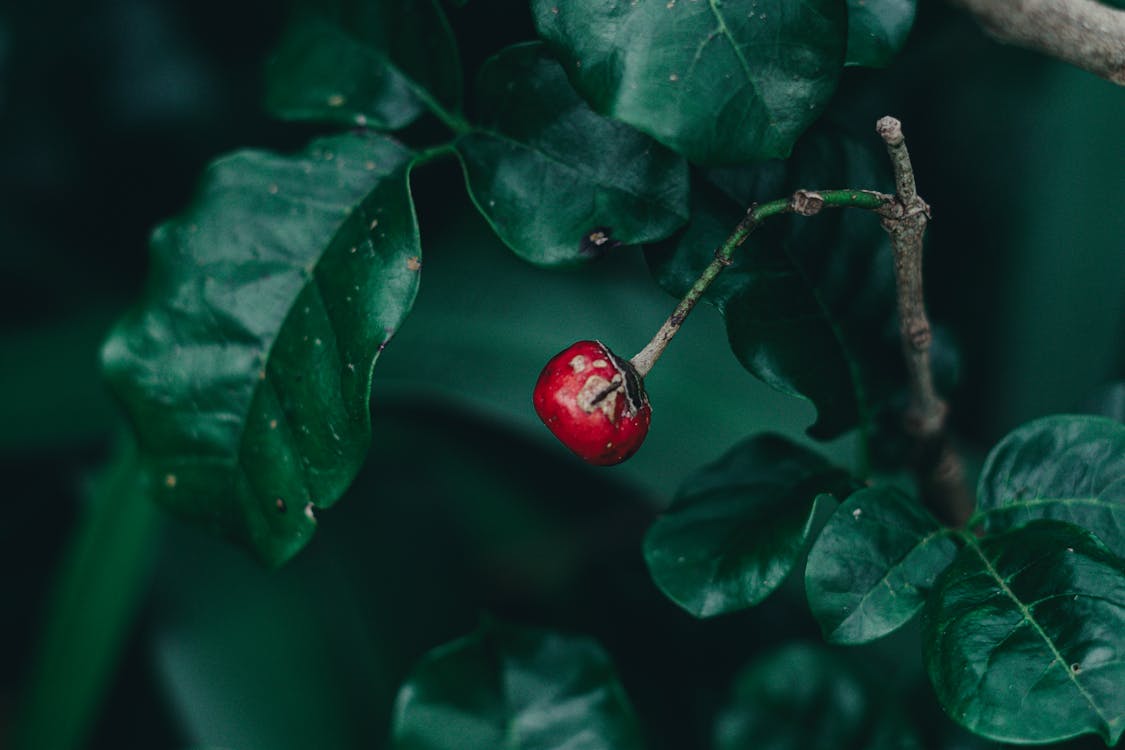 Free stock photo of 4k, auckland, beautiful