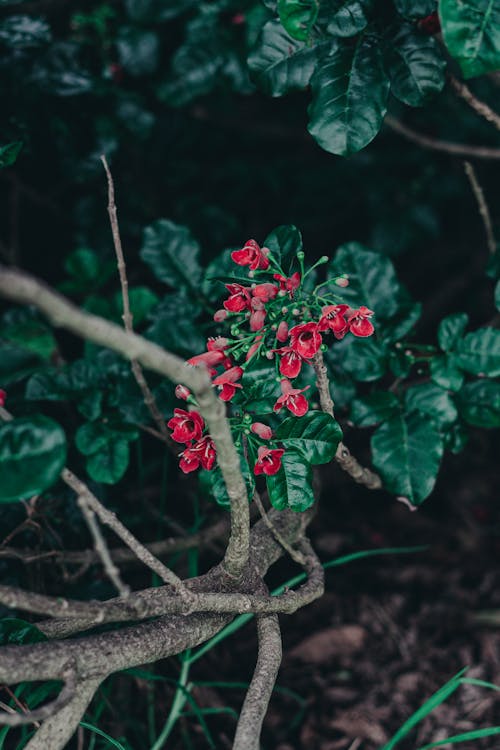 Free stock photo of 4k, auckland, beautiful