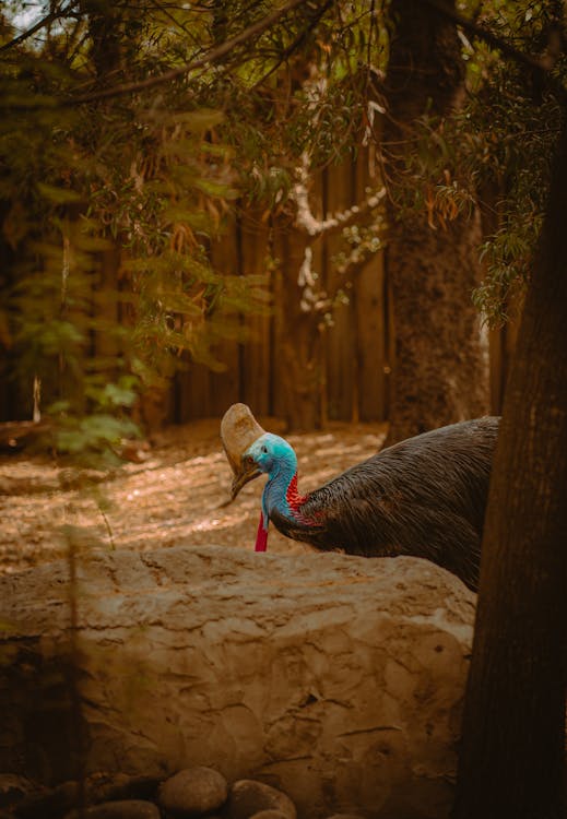 Ingyenes stockfotó állatfotók, déli kazuár, erdő témában