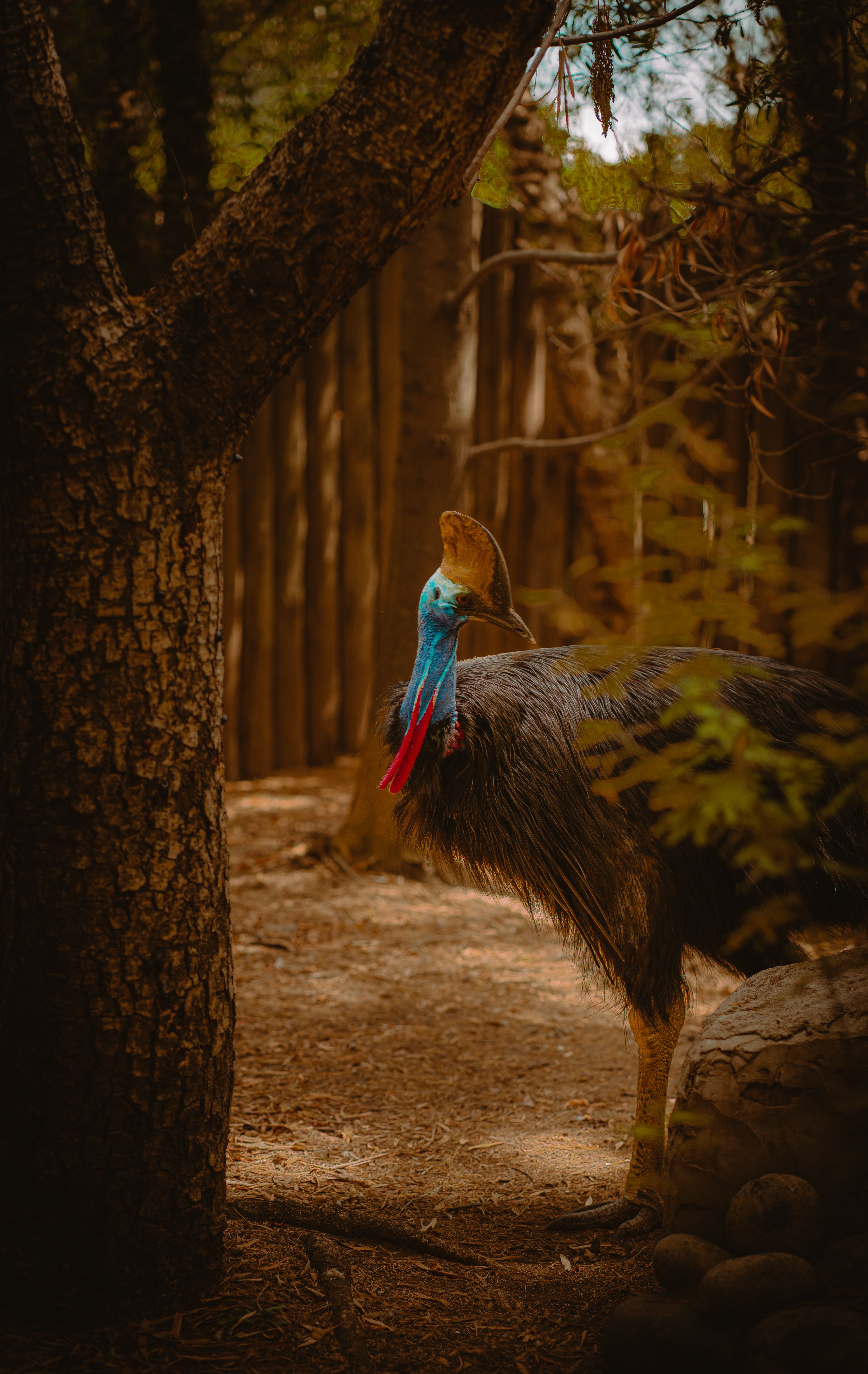 A large bird with a long neck standing in the woods · Free Stock Photo