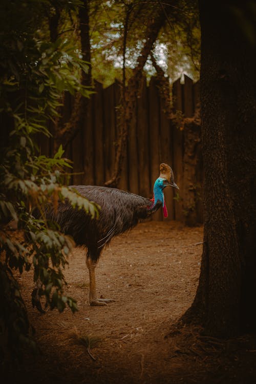 Gratis stockfoto met bomen, Bos, dierenfotografie