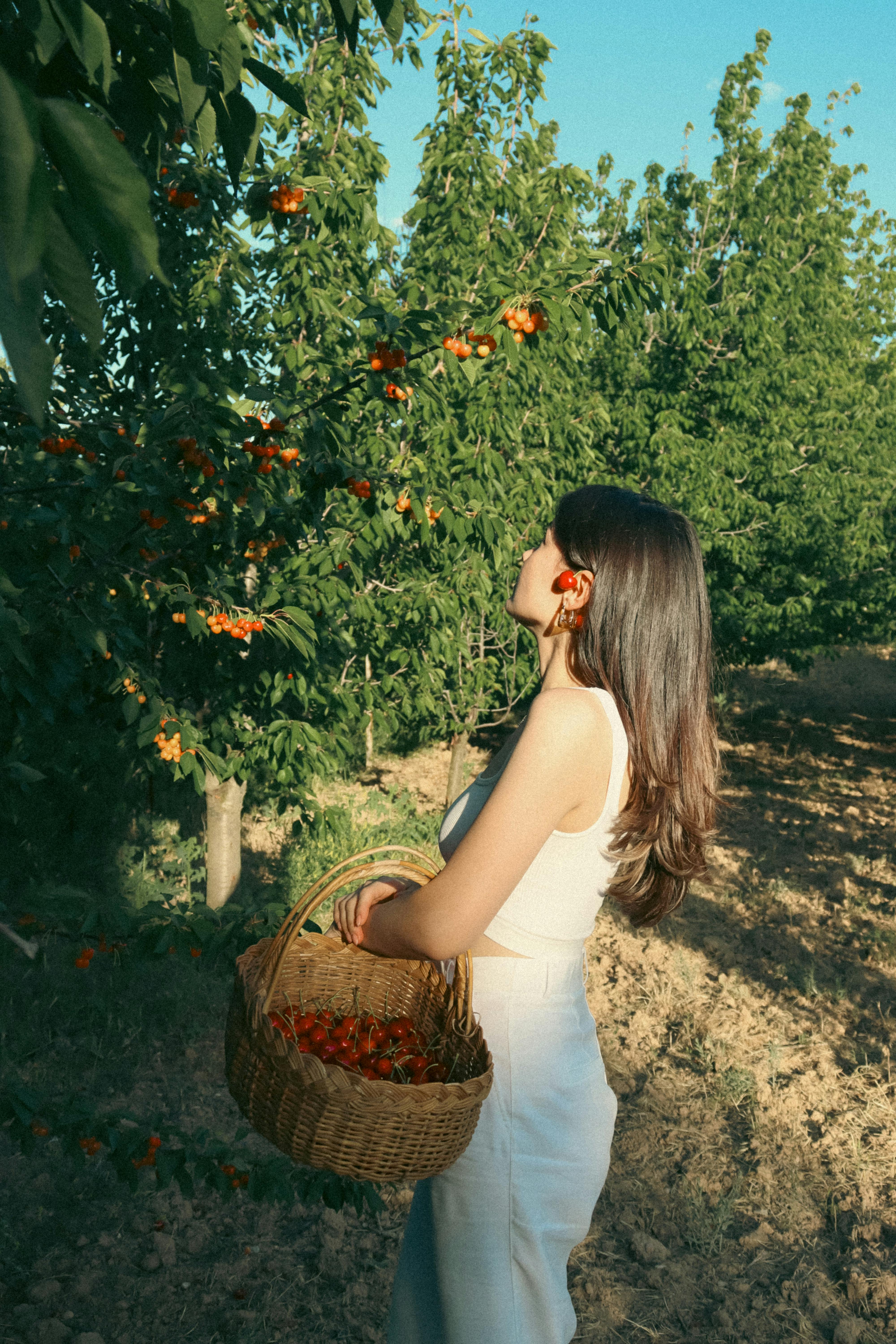 Woman gathering cherries in a rural orchard during a sunny day.