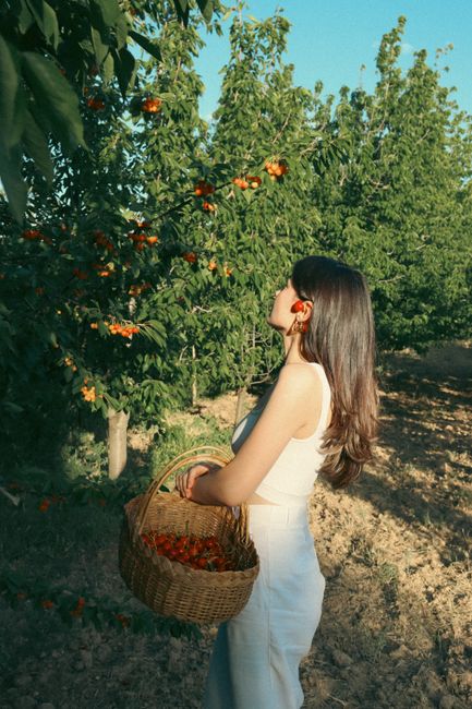 Woman gathering cherries in a rural orchard during a sunny day.