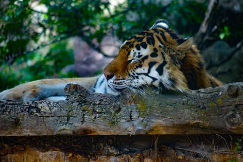 Free A tranquil scene of a tiger peacefully resting on a tree trunk in a natural setting. Stock Photo
