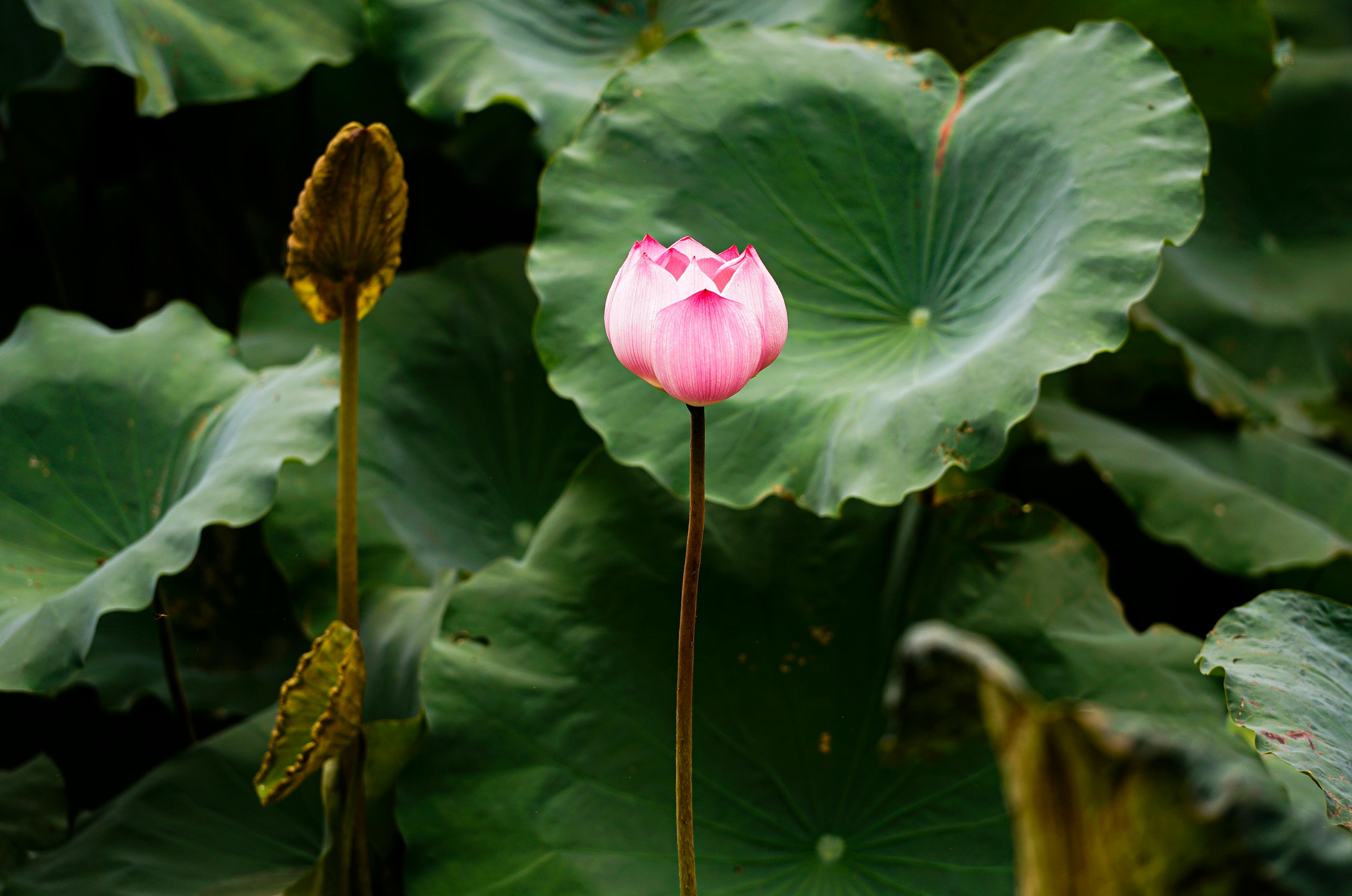 Lotus Flower Lily Pad Photos, Download The BEST Free Lotus Flower Lily