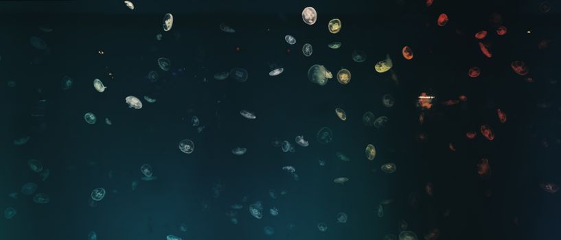 A captivating scene of jellyfish gracefully floating in the dark, mysterious ocean depths.