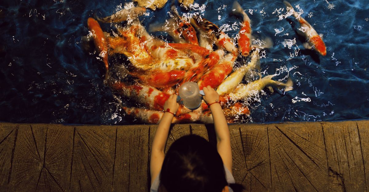A child feeding colorful koi fish in an aquarium tank, viewed from above.