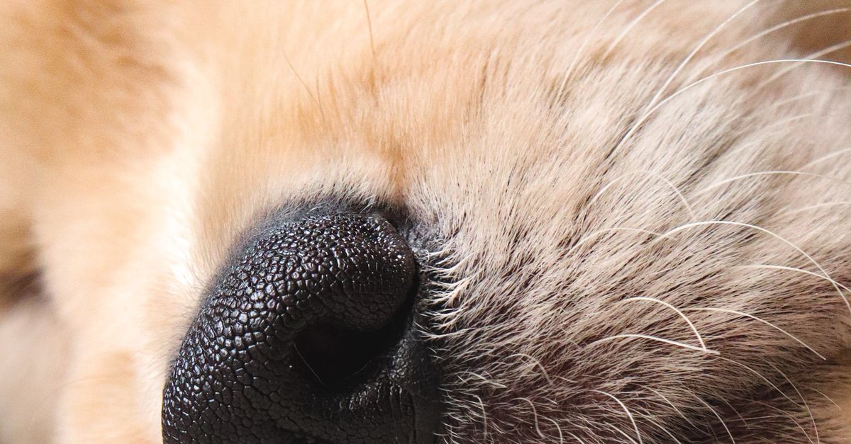 Dog With Rounded Snout Close Up of a Dogs Snout · Free Stock Photo