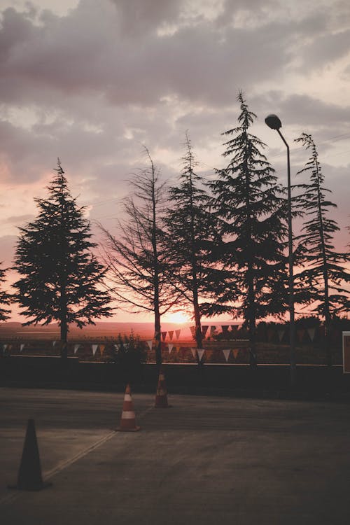 Gratis Foto Escénica De árboles Durante El Amanecer Foto de stock