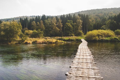 Camino En Cuerpo De Agua Con Fondo De Bosque