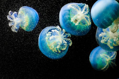 Free Close-Up Photo of Blue Jellyfish Stock Photo