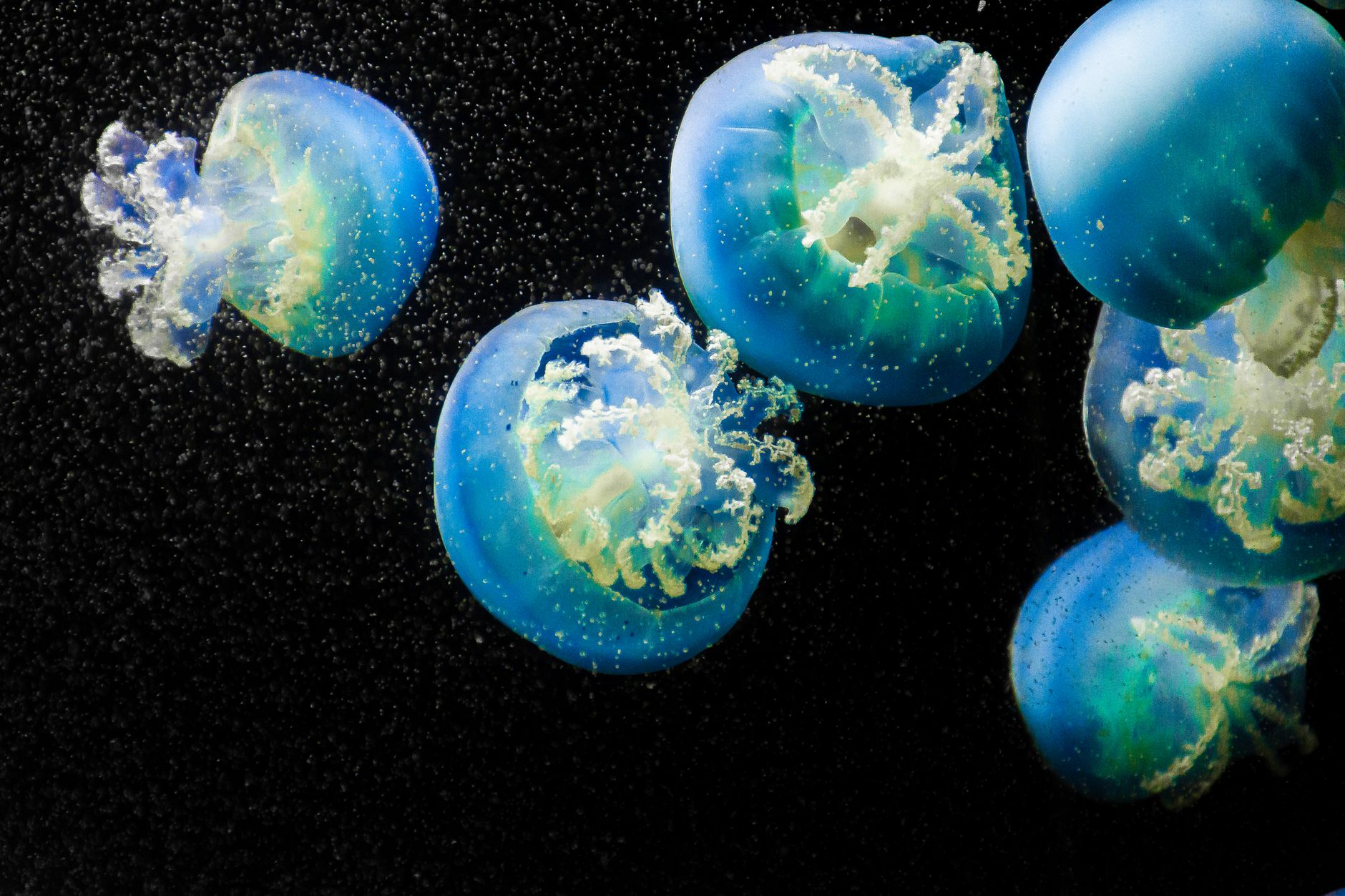 Jellyfish life cycle reversal — Curiosidades