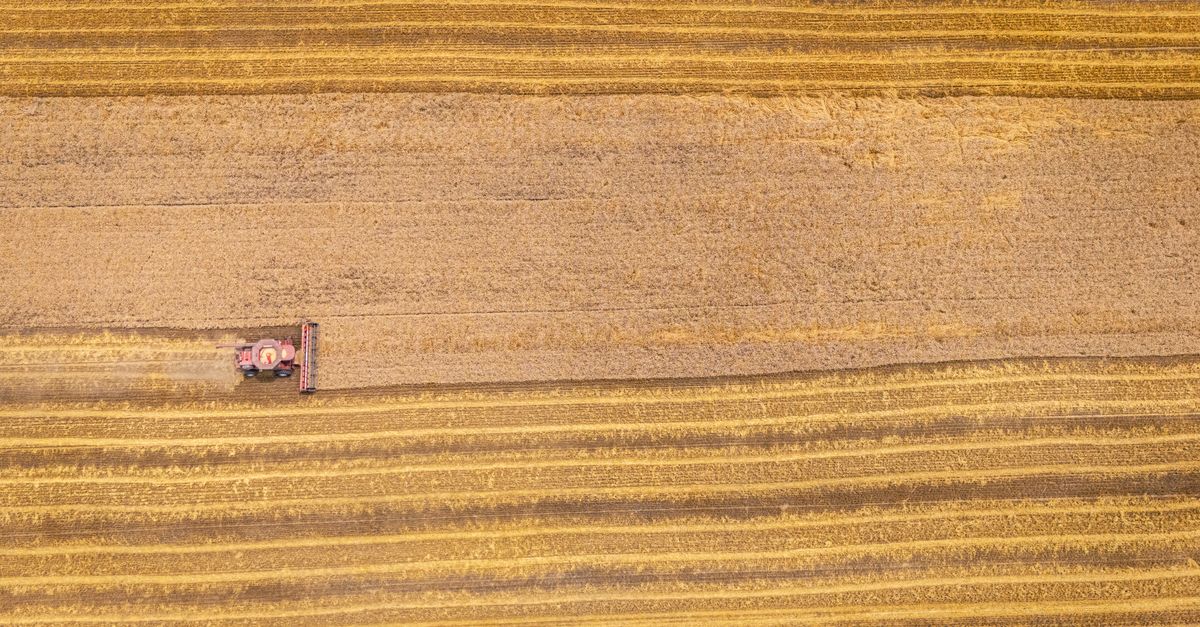 Drone shot of a harvester working the wheat fields in Macclesfield, NC.