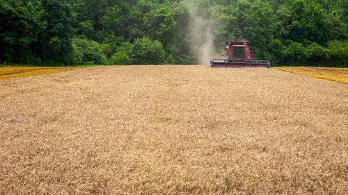 Ingyenes stockfotó aratás, búza, farm témában